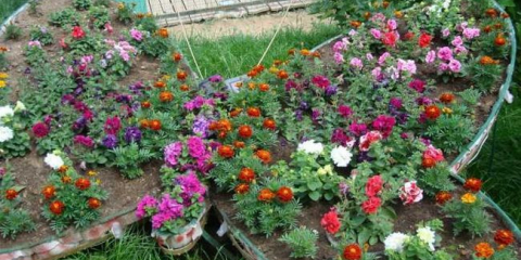 Krásné výroční květiny: 130 foto o aplikačních myšlenkách v krajinářském designu a možnosti aplikace při zdobení zahrady