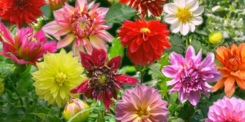 Barevný gelgar galler: přehled nejlepších odrůd + rostoucí tajemství