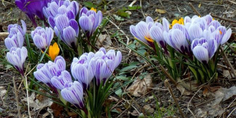 Crocus květ - popis a pravidla rostoucích rostlin v zahradě