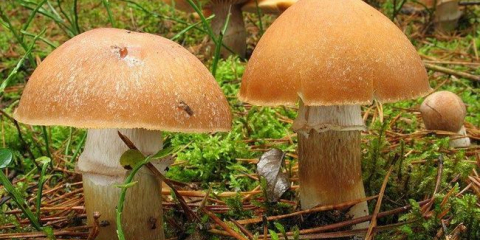 Houby nebo kohouty: popis a fotografie, aplikace, místa klíčení, recepty doma stepgovo