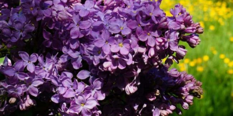 Keře pro letní chaty - typy, názvy, aplikace a popisy charakteristik (140 fotografií)