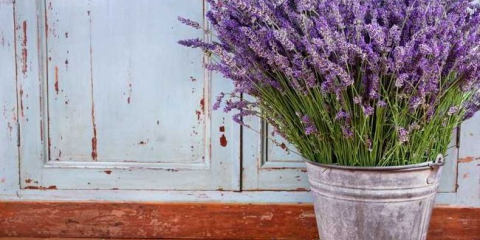 Levandule: 150 nejlepších fotografií, léčivé vlastnosti, tajemství pěstování a péče doma