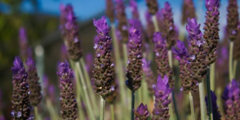 Levandule angustifolia, další druhy a odrůdy levandule