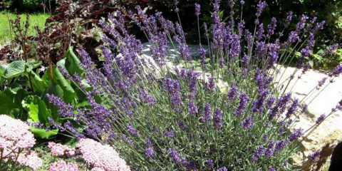 Levandule v krajinném designu letní chaty - nejlepší nápady