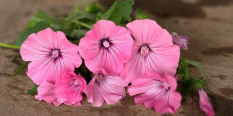 Lapaert trvalka (65+ fotek odrůd): přistání a péče o záhonu - tipy ze zkušených zahradníků