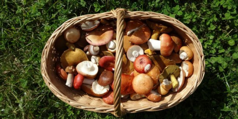 Léčivé vlastnosti hub: liška, smrž smrž, muchovník červený