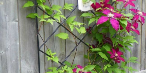 Popínavé rostliny v zemi: odrůdy vinné révy, vlastnosti aplikace. Pravidla pro péči, prořezávání, výsadbu. Nápady na dekorace