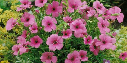 Lychnis (viscaria): pěstování sazenic ze semen, výsadba, foto