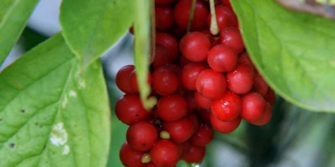 Schisandra chinensis - 150 nejlepších fotografických druhů. Historie původu čínské citronové trávy. Dekorativní vlastnosti. Video návod na pěstování vlastních rukou