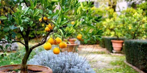 Citronový strom: funkce výsadby, pravidla péče, prořezávání, krmení. Nápady na dekorace (150 fotografií)