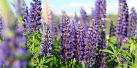 Lupin - vlčí květina: pravidla pro pěstování na webu, tipy pro péči a sběr, vlastnosti oblíbených odrůd (foto + video)