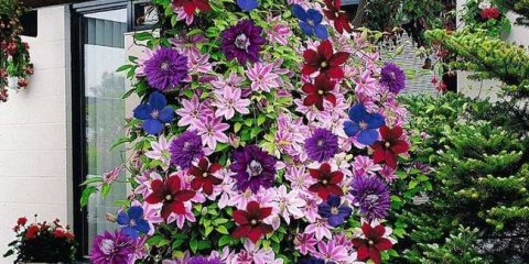 Nejlepší květiny pro letní sídlo: 125 fotografií nápadů pro použití květin v krajinném designu