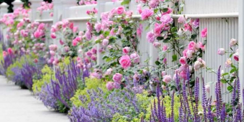 Nejlepší květiny pro darování: 150 nejlepších fotografií odrůd odrůd a typů. Pravidla pro výběr květin, výsadbu a pěstování v zemi