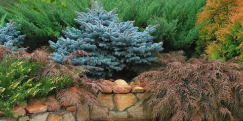 Nejlepší jehličnany pro krajinářský design v zahradě v zemi