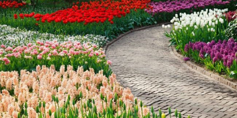 Nejlepší cibulovité květiny pro zahradu - názvy a popisy, pravidla výběru