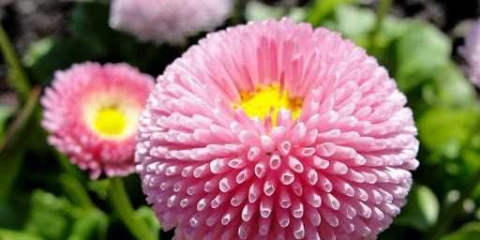 Trvalka sedmikrásky: odrůdy odrůd, pravidla pro výsadbu a péči, způsoby reprodukce, běžné choroby a způsoby léčby