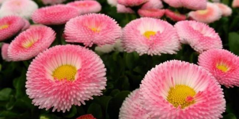 Sedmikráska trvalka: 100 nejlepších druhů fotografií a videí. Pěstování v otevřené půdě. Tipy pro sázení, přesazování, zalévání a množení květiny