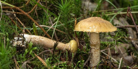 Miska na máslo falešná fotografie a popis houby