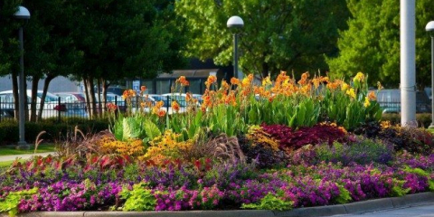 Mixborons z trvalek (47 fotek): vytvořte si vlastní ruce