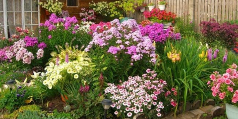 Vytrvalé květiny pro letní chaty - tituly a popisy, vlastnosti volby