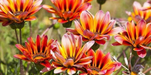 Vytrvalé květiny pro letní chaty: 150 nejlepších fotografických nápadů pro pěstování květin v zahradě, odrůdy trvalek