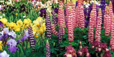 Vytrvalé květiny pro dávání