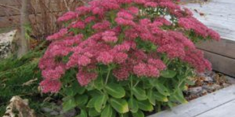 Kvetoucí půdopokryvné trvalky do zahrady - jak vybrat, popisy