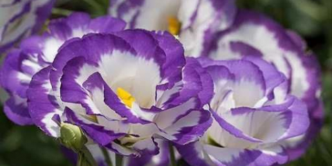 Trvalka eustoma - nejlepší fotografie rostliny, tipy pro pěstování doma. Výsadba, množení, kvetení, zalévání