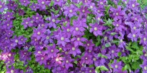 Spolehlivé a efektivní způsoby, jak množit plamének doma