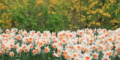 Květ narcisu - popis a vlastnosti pěstování rostlin v zahradě