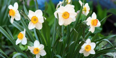Narcis: popis, přistání, péče