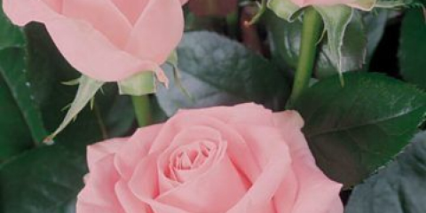 Neobvykle nabídková růže touha - královna v růžovém závoji