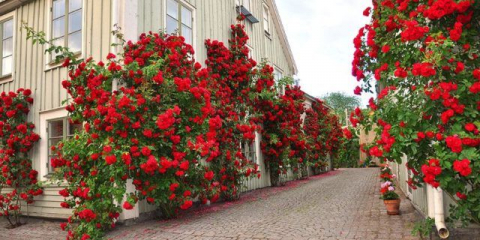 Neuvěřitelně krásná růže don juan s jasně červenými dvojitými květy