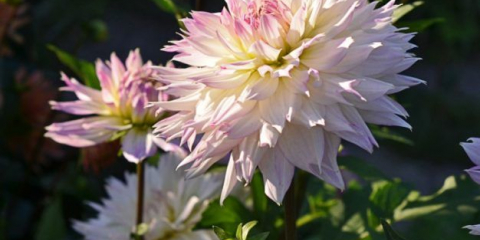 Jemná jiřina bláznivá láska, uchvacující na první pohled