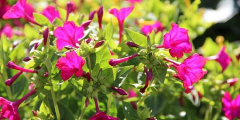 Noční květ mirabilis (95+ fotek): vše, co potřebujete vědět o odrůdách, přistání a péči