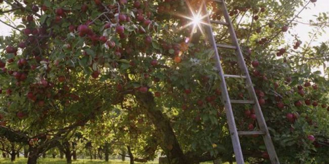 Řezání jablek pro začátečníky: schéma, načasování a pravidla ořezávání vlastních rukou. Phased instrukce pro začátečníky