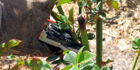 Prořezávání postřikových růží na jaře: pokyny krok za krokem pro začínající zahradníky