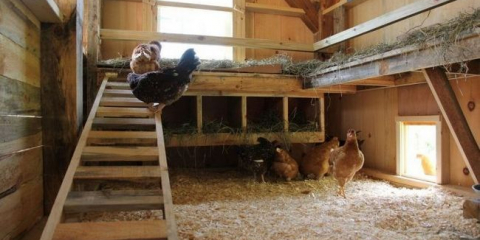 Uspořádání kuřecího koše pro non-skořápky uvnitř s vlastními rukama