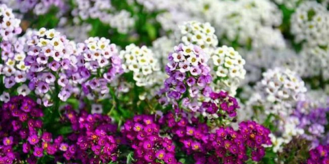 Výroční květiny: top 120 fotek z nejlepších typů a odrůd ročníků, zařízení výsadby a rostoucí v zahradě