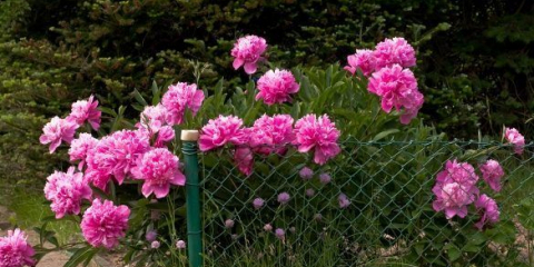 Podzimní divize pivoňky