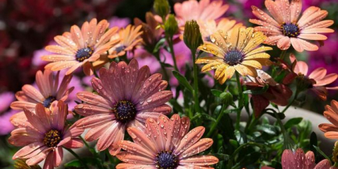 Osteospermum nebo africký heřmánek: 105+ fotografií odrůd, pravidla pro pěstování, péči a reprodukci