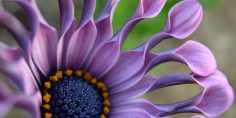 Osteospermum nebo africký heřmánek: fotografie odrůd, pravidla pro pěstování, péči a reprodukci
