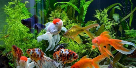 Osvětlení akvária