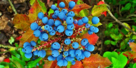 Padoliste magonia nebo oregon hrozny: ořezávání ořezávání, péče a boje proti onemocnění