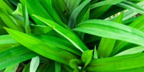 Pandanus: vlastnosti péče a reprodukce