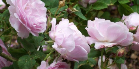 Parková růže: co to znamená, jak to vypadá, typy, fotografie odrůd se jmény