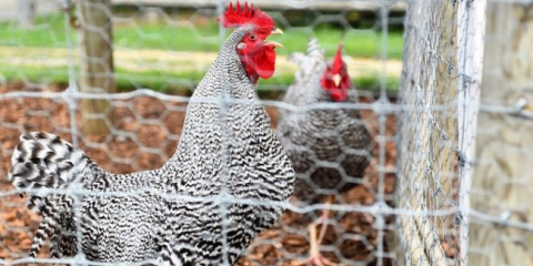 Udělej si sám přenosný kurník na letní sídlo - trojúhelníkový a na kolečkách