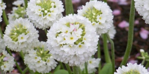 Primrose (primula) malé profilované: pěstování ze semen, péče, fotografie
