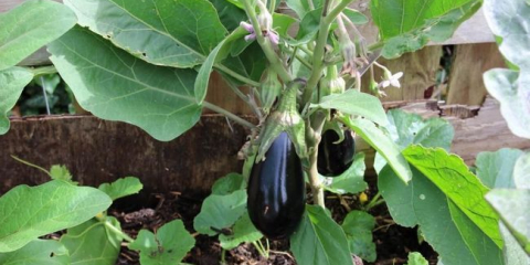 Sbírání lilku v roce 2022: kdy se potápět, příznivé dny