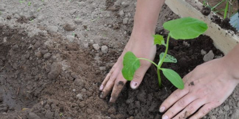 Sbírání sazenic okurek v roce 2022: kdy se ponořit, pojmy podle regionu, péče